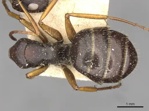 Camponotus cameranoi specimen CASENT0910692 image casent0910692_1