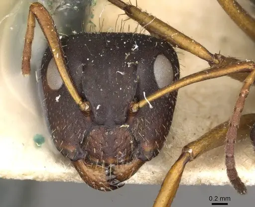Camponotus cameranoi specimen CASENT0910692 image casent0910692_2