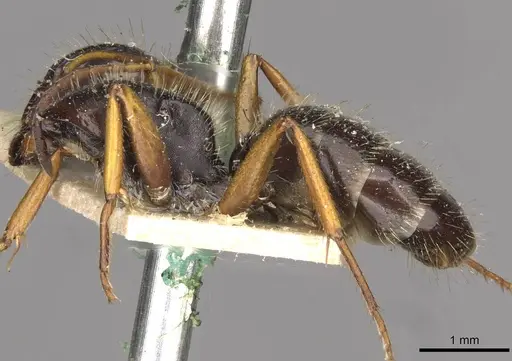 Camponotus cameranoi specimen CASENT0910692 image casent0910692_3