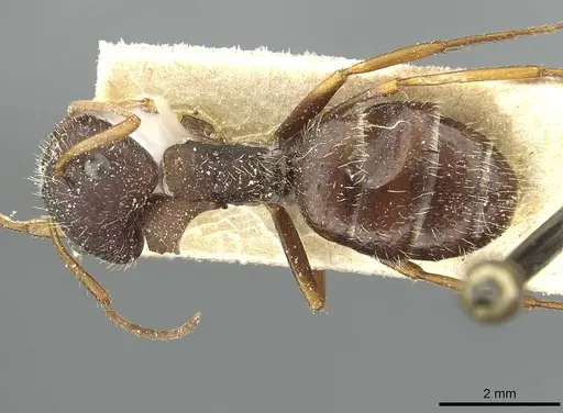 Camponotus cameranoi specimen CASENT0911726 image casent0911726_1