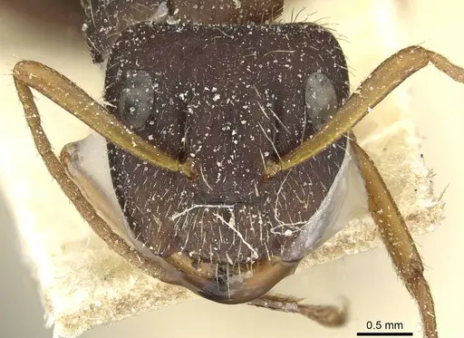 Camponotus cameranoi specimen CASENT0911726 image casent0911726_2