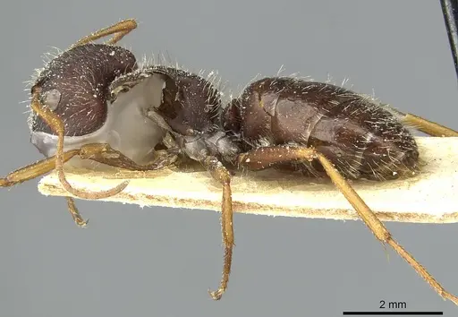Camponotus cameranoi specimen CASENT0911726 image casent0911726_3