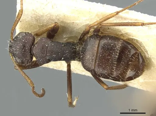 Camponotus cameranoi specimen CASENT0911727 image casent0911727_1