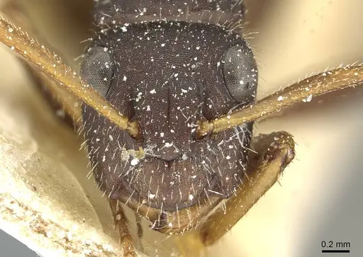 Camponotus cameranoi specimen CASENT0911727 image casent0911727_2