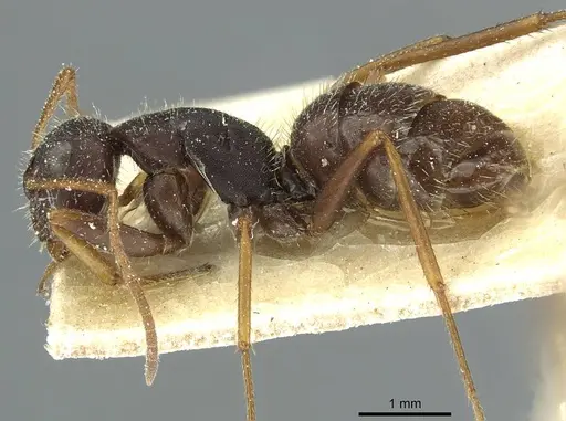 Camponotus cameranoi specimen CASENT0911727 image casent0911727_3