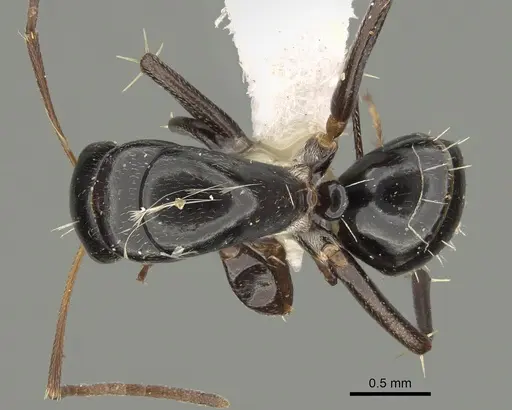 Camponotus cameratus specimen CASENT0887713 image casent0887713_1