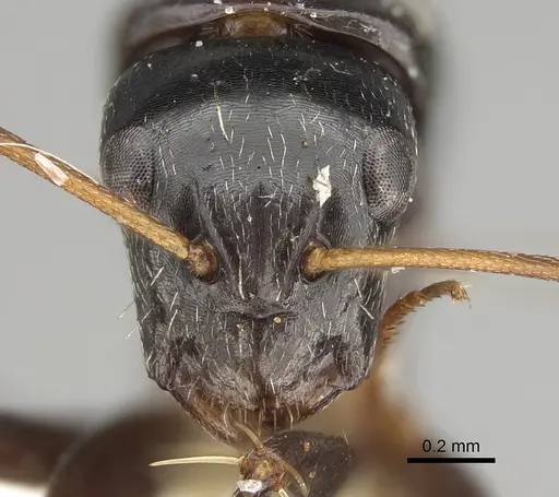 Camponotus cameratus specimen CASENT0887713 image casent0887713_2