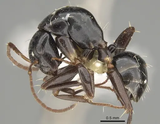 Camponotus cameratus specimen CASENT0887713 image casent0887713_3