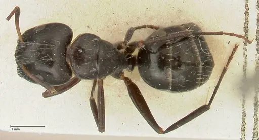Camponotus cameratus specimen FOCOL2326 image focol2326_1