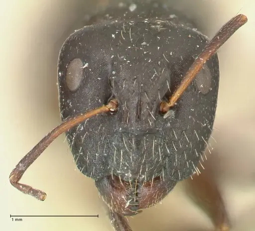 Camponotus cameratus specimen FOCOL2326 image focol2326_2