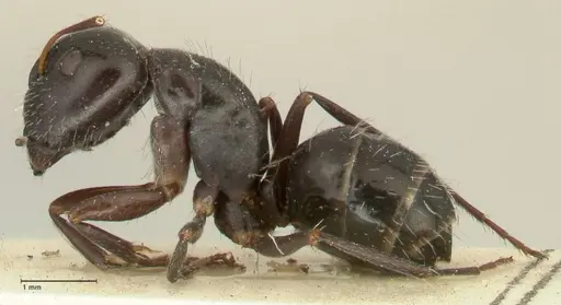 Camponotus cameratus specimen FOCOL2326 image focol2326_3