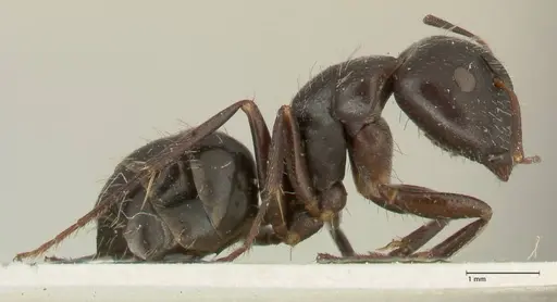 Camponotus cameratus specimen FOCOL2326 image focol2326_4