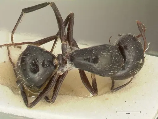 Camponotus cameratus specimen FOCOL2327 image focol2327_1