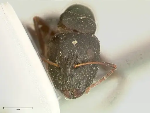 Camponotus cameratus specimen FOCOL2327 image focol2327_2