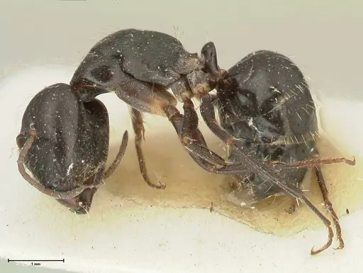 Camponotus cameratus specimen FOCOL2327 image focol2327_3