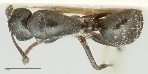 Camponotus cameratus specimen FOCOL2328 image focol2328_1