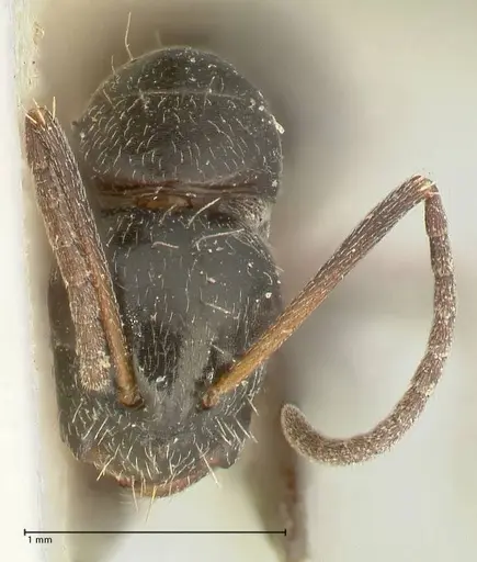 Camponotus cameratus specimen FOCOL2328 image focol2328_2