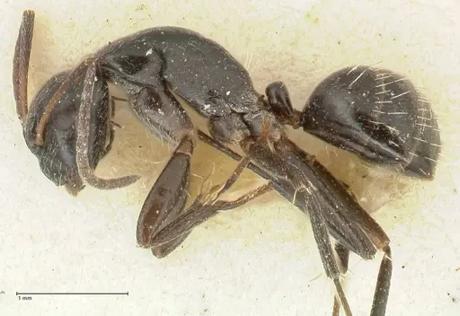 Camponotus cameratus specimen FOCOL2328 image focol2328_3