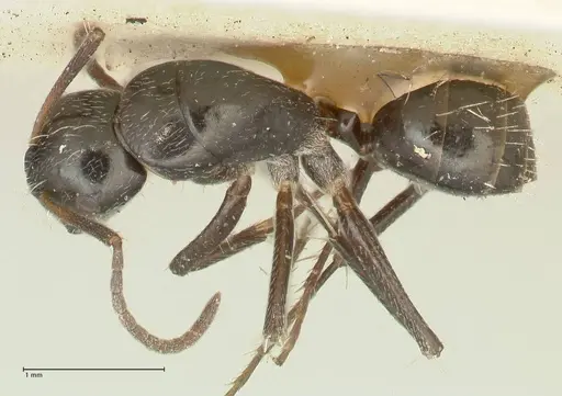 Camponotus cameratus specimen FOCOL2329 image focol2329_1