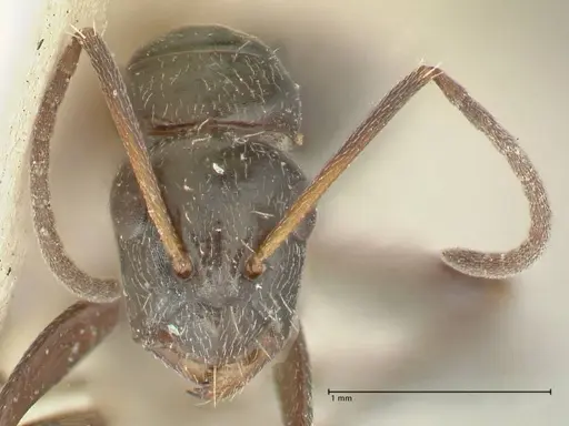 Camponotus cameratus specimen FOCOL2329 image focol2329_2