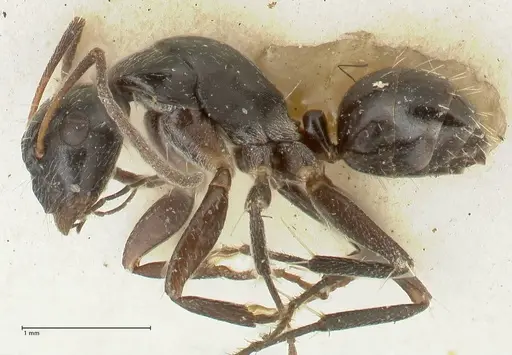 Camponotus cameratus specimen FOCOL2329 image focol2329_3