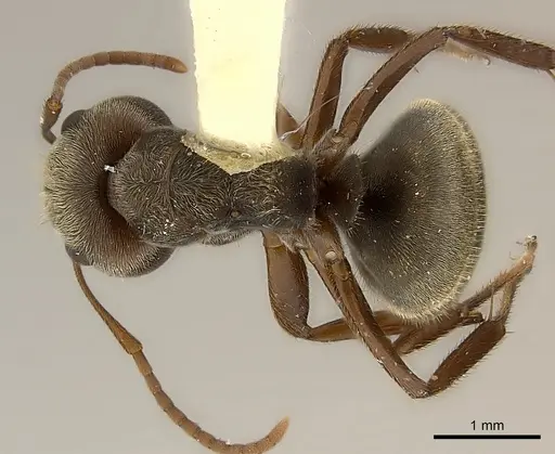 Camponotus cameroni specimen CASENT0217620 image casent0217620_1