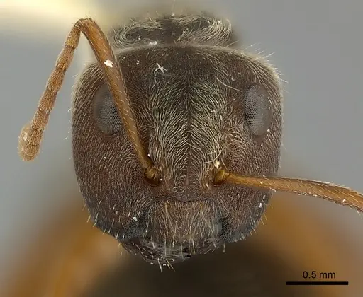 Camponotus cameroni specimen CASENT0217620 image casent0217620_2
