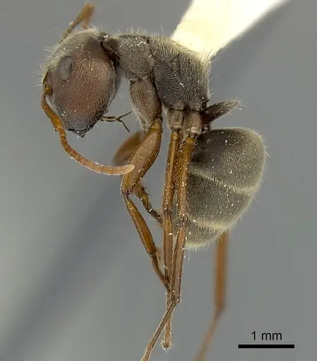 Camponotus cameroni specimen CASENT0217620 image casent0217620_3