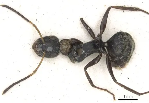 Camponotus cameroni specimen CASENT0903622 image casent0903622_1