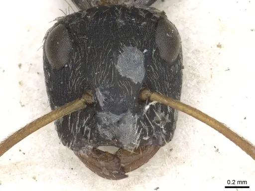 Camponotus cameroni specimen CASENT0903622 image casent0903622_2
