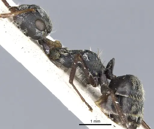Camponotus cameroni specimen CASENT0903622 image casent0903622_3