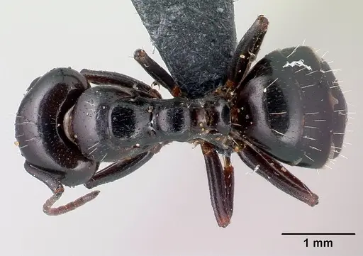 Camponotus candiotes specimen CASENT0179876 image casent0179876_1