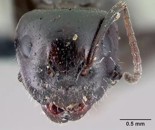 Camponotus candiotes specimen CASENT0179876 image casent0179876_2