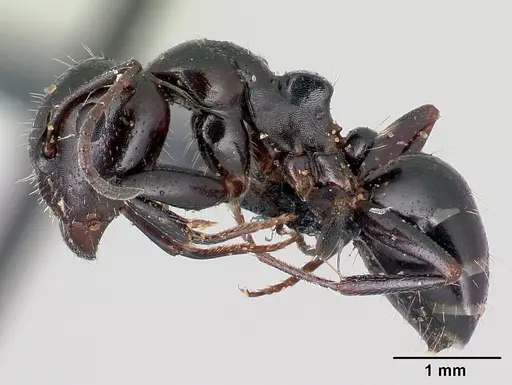 Camponotus candiotes specimen CASENT0179876 image casent0179876_3