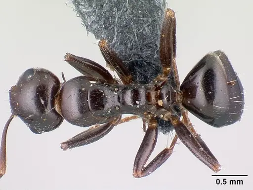 Camponotus candiotes specimen CASENT0179877 image casent0179877_1