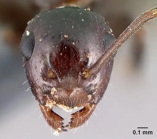Camponotus candiotes specimen CASENT0179877 image casent0179877_2