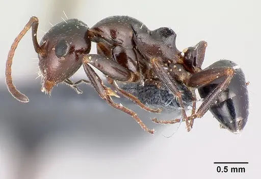 Camponotus candiotes specimen CASENT0179877 image casent0179877_3