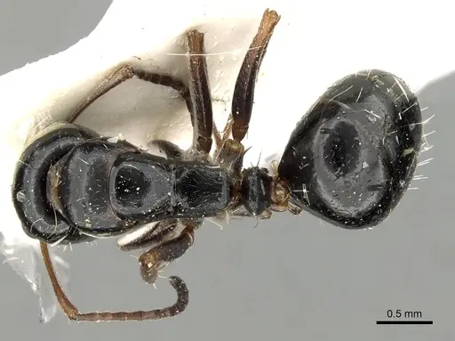 Camponotus candiotes specimen CASENT0280610 image casent0280610_1