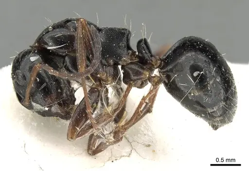 Camponotus candiotes specimen CASENT0280610 image casent0280610_3