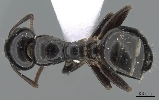 Camponotus candiotes specimen CASENT0281578 image casent0281578_1