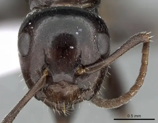 Camponotus candiotes specimen CASENT0281578 image casent0281578_2