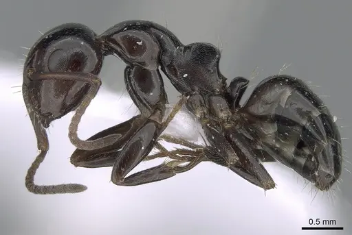 Camponotus candiotes specimen CASENT0281578 image casent0281578_3