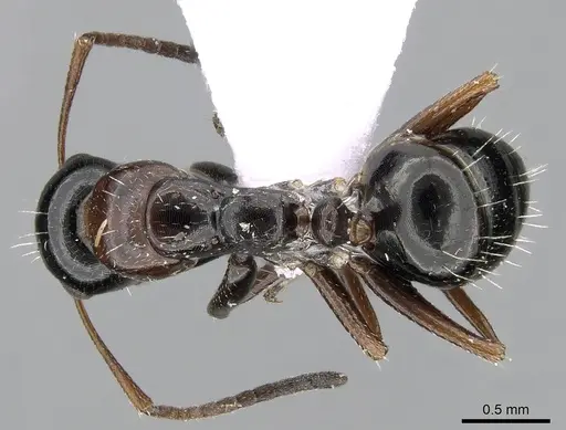 Camponotus candiotes specimen CASENT0281579 image casent0281579_1
