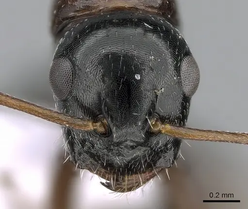 Camponotus candiotes specimen CASENT0281579 image casent0281579_2