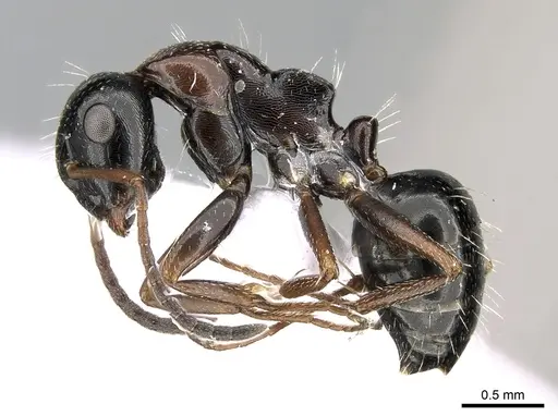 Camponotus candiotes specimen CASENT0281579 image casent0281579_3