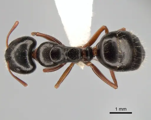 Camponotus candiotes specimen CASENT0882038 image casent0882038_1