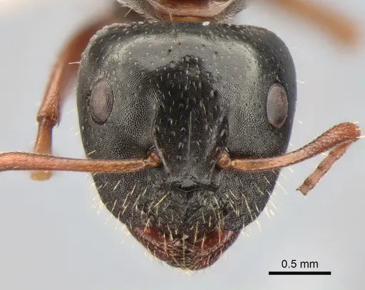 Camponotus candiotes specimen CASENT0882038 image casent0882038_2