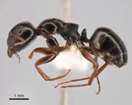Camponotus candiotes specimen CASENT0882038 image casent0882038_3