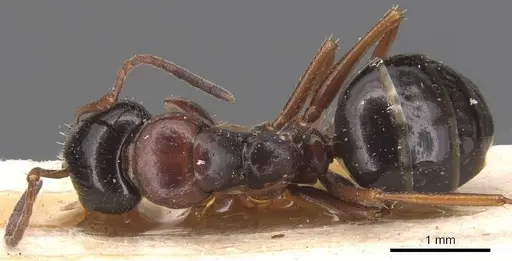 Camponotus candiotes specimen CASENT0905389 image casent0905389_1