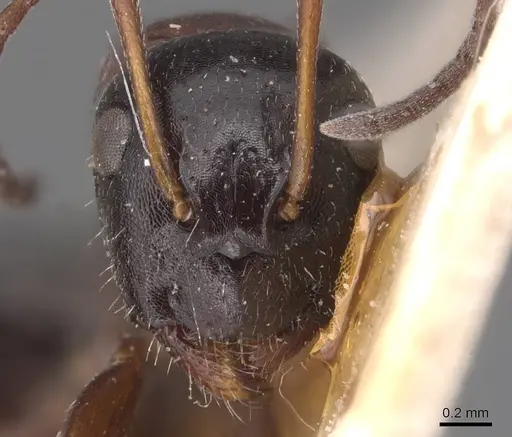 Camponotus candiotes specimen CASENT0905389 image casent0905389_2